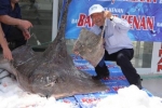Big Ray caught in Turkey by commercial fishermen in the Sea of Marmara