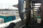 Montauk Marine Basin 41st Annual Shark Tag Tournament