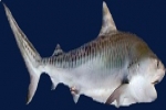 Scientists discover a new tiger shark hunting technique