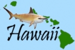 Hawaii considers penalties for ‘harming’ sharks and rays