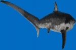 Responsibly Sourced Pacific Common Thresher Shark Now Available