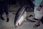Huge Thresher Shark caught in Florida