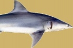 Protected Sharks disallowed in Alabama Tournament – Sandbar sharks