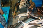 Shark Fishing Vessel captured in Galapagos