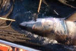Great White Shark caught in Japan