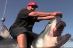 California Anglers catch 11 foot shortfin mako shark