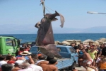 Greek fishermen catch big shark