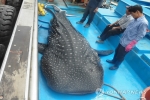 Whale Shark captured in Korea