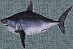 US Commercial porbeagle shark fishery to be closed on May 30