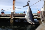 Giant Mako Shark caught off Rhode Island