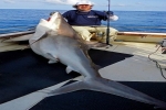 World Record Silvertip Shark caught in East Africa