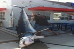 Big Mako Sharks caught in Californian Waters