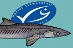 First U.S. Atlantic Spiny Dogfish Fishery Obtains MSC Certification