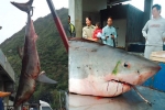 Another Great White Shark caught off Taiwan