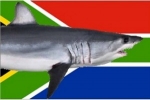 Fish Hoek shark exclusion net trial ends successfully – Cape Town