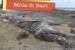 Dead Basking Shark in Italy – January 2013