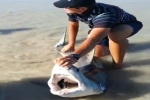 Juvenile Great White Shark Caught and Released in South Africa