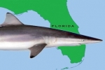 FWC Law Enforcement: Shark-related Reports, July 8 to August 25, 2016