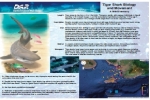 Hawaii: Tiger Shark Biology and Movement