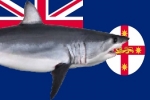 First Great White Sharks Tagged in NSW Government Program