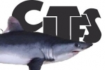 CITES shark listings capacity building efforts recognised by UN General Assembly