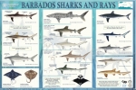 FAO Poster: Barbados Sharks and Rays