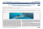 Whale Shark Conservation Hindered by Lack of Habitat Protection