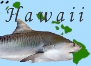 Hawaii: Shark incident at Pāʻia Bay on Maui’s north shore
