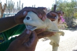 Bizarre-looking shark caught in Mexico