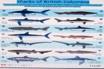Sharks of British Columbia