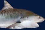 Tagged tiger sharks return to Grand Cayman