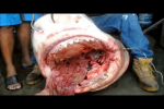 Tiger Shark Video Tiger shark caught in Puerto Rico