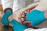 Secrets of sharks stomach revealed