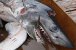 Longfin Mako Shark killed in Alabama Tournament