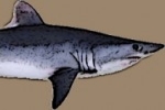 The HSUS Files Lawsuits to Protect Porbeagle Sharks