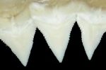 ‘Jaws’ may help humans grow new teeth, shark study suggests