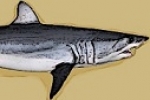 NOAA Fisheries encourages fishermen to release shortfin mako sharks alive