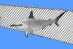Shark Nets in Russia