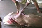 Yemen (2) – Sharks at Hodeidah Market