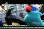 Chinese TV about Shark Finning