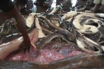 Yemen (1) – Sharks at Hodeidah Market