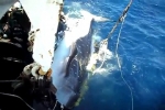 Shark Video – Whale Shark released from fishing net