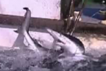 Shark Video Part 1 Shark Finning in Brazil Globo Mar Documentary