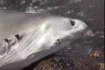 South Australia limits shark fishing from metropolitan beaches