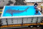 Whale shark debuts at Japan aquarium as another goes free