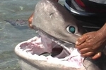 Sixgill Shark netted in Turkey