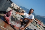 Great White Shark caught in Adriatic Sea
