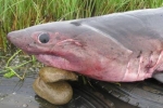 Salmon Shark caught in Russia