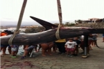 Thresher Shark caught in Canary Islands