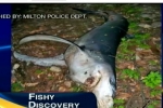 Milton Police Find Shark In Woods